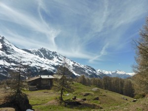 Le Legettaz, the other side of the larch forest