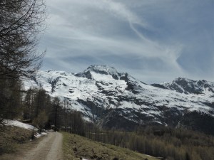 Le Legettaz, the other side of the larch forest