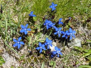 Gentianes