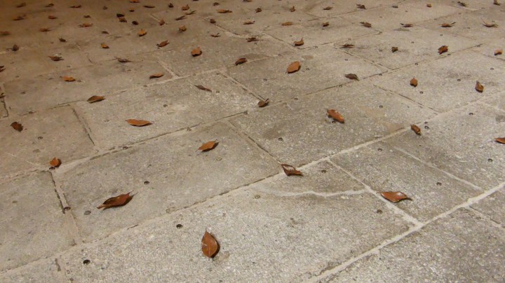 Leaves washed away: installation by Rudy Deceliere in Saint Francois