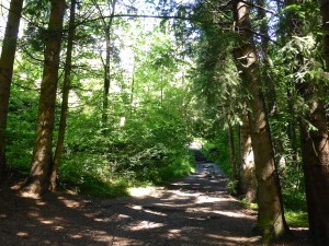 Hungerburg: the forest