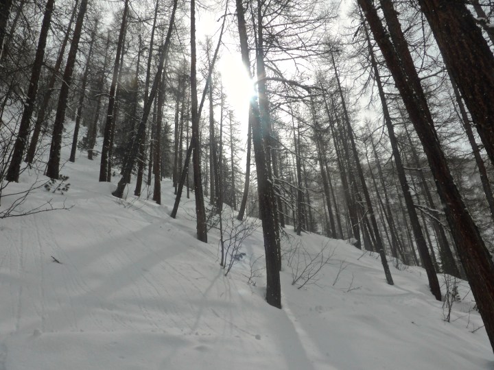 Laisinant forest: tall trees, steep slopes, soft snow