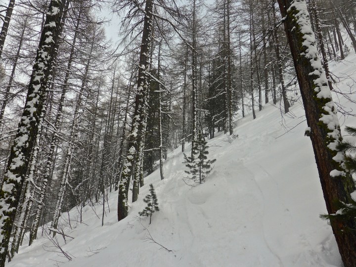 Laisinant forest: white and quiet