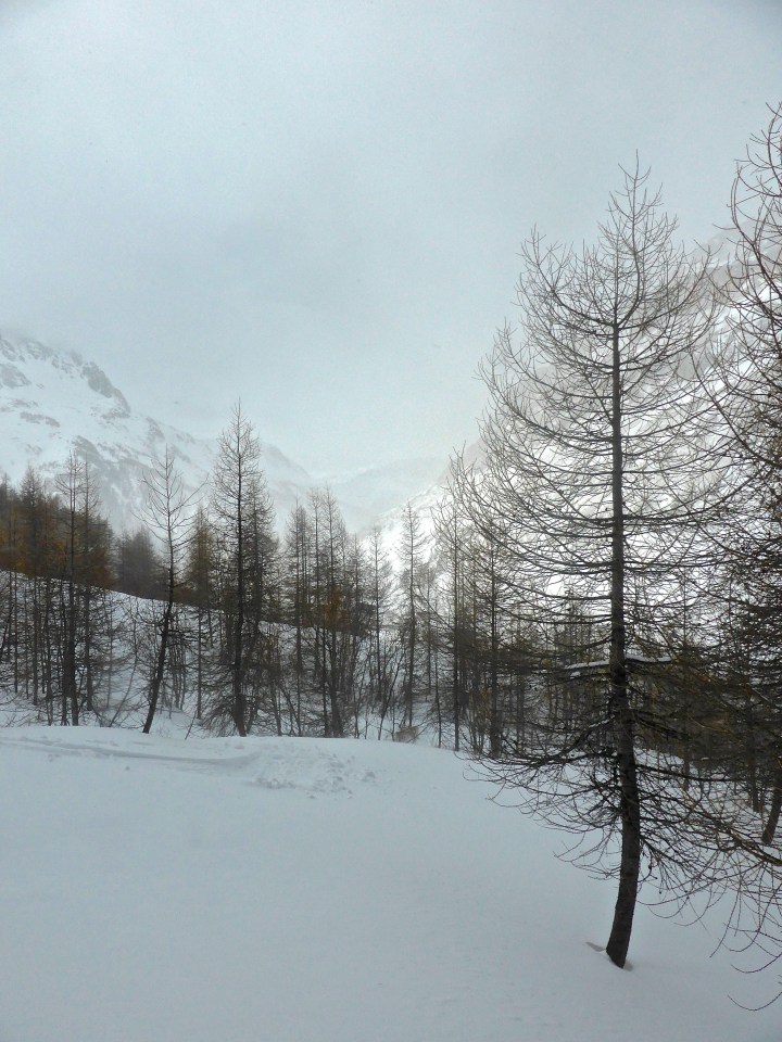 Laisinant forest: back into the open