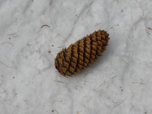 Pine cone in the Monal forest