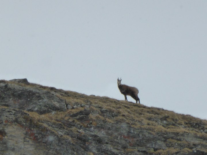 Chamois above the Chardonnet bowl