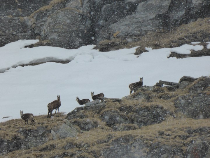 Chamois above the Chardonnet bowl