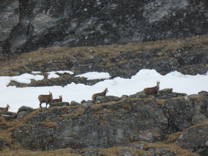 Small herd of chamois above the Chardonnet bowl