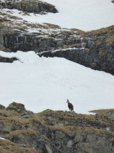 Chamois above the Chardonnet bowl