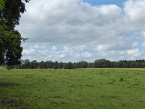 Store Restrup: meadows outside our hotel