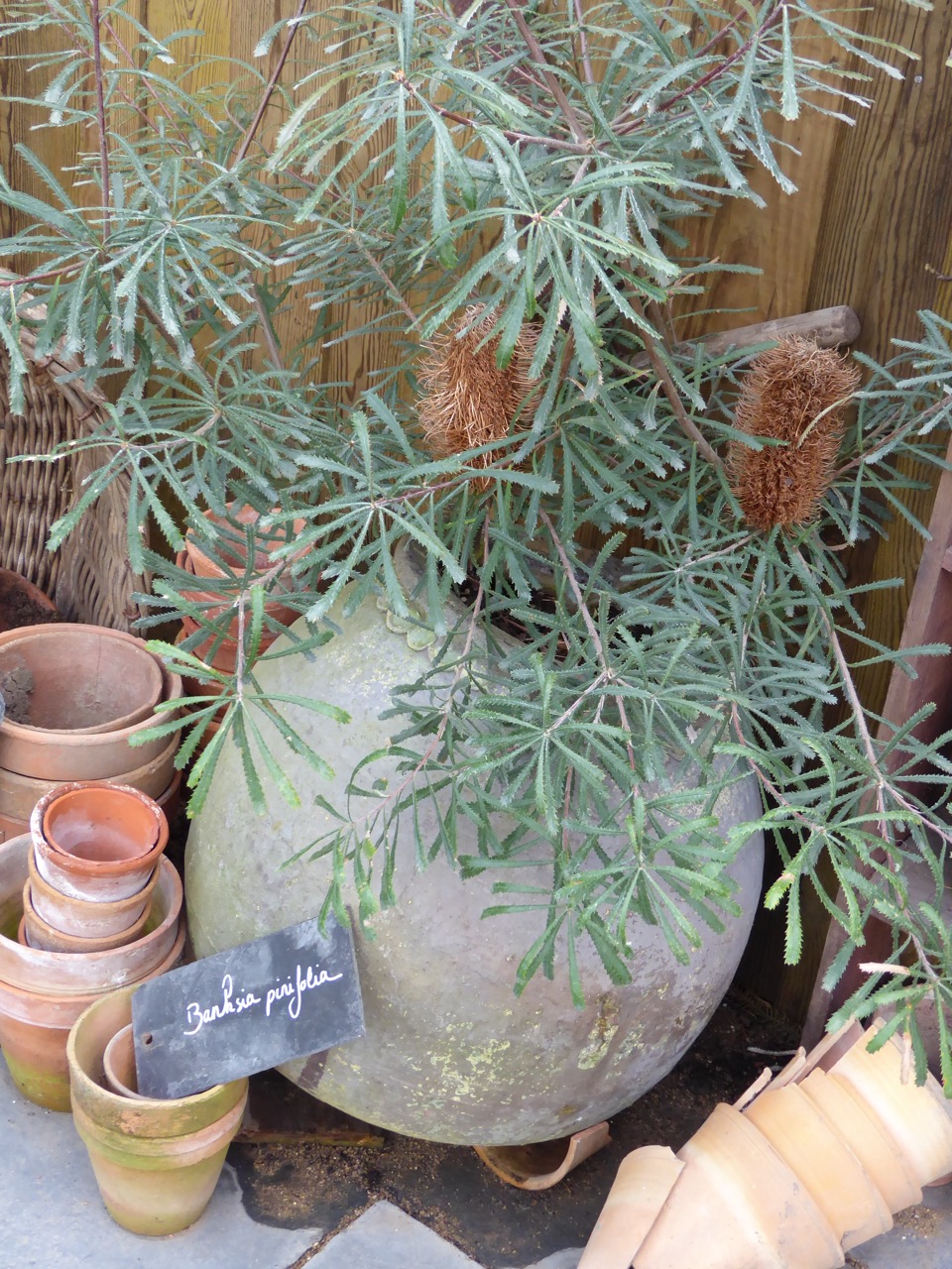 Phileas: hommage to the intrepid traveller