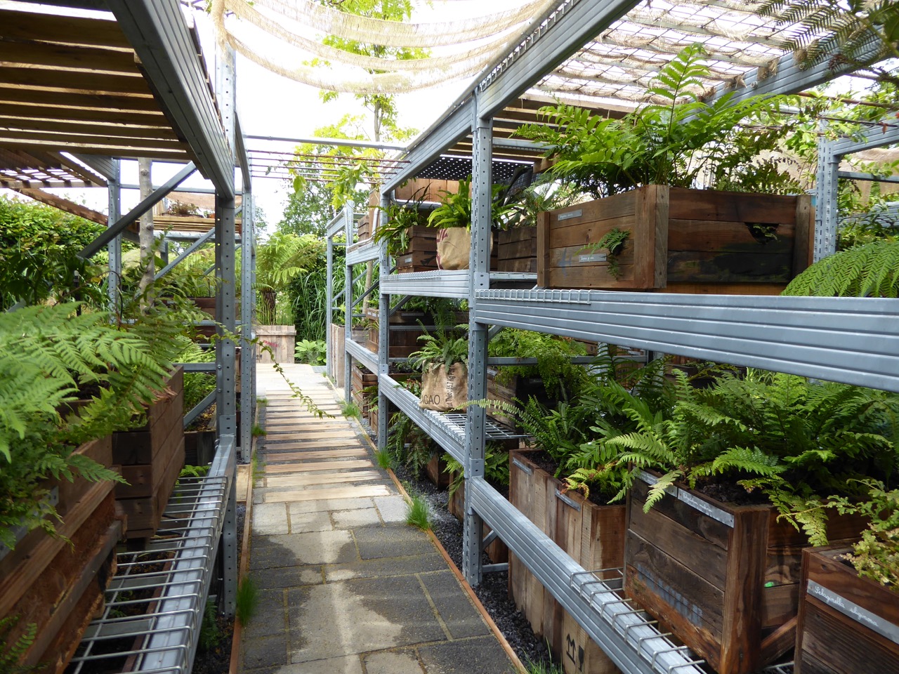 The Shade Collector: ferns left behind by their owner continue growing