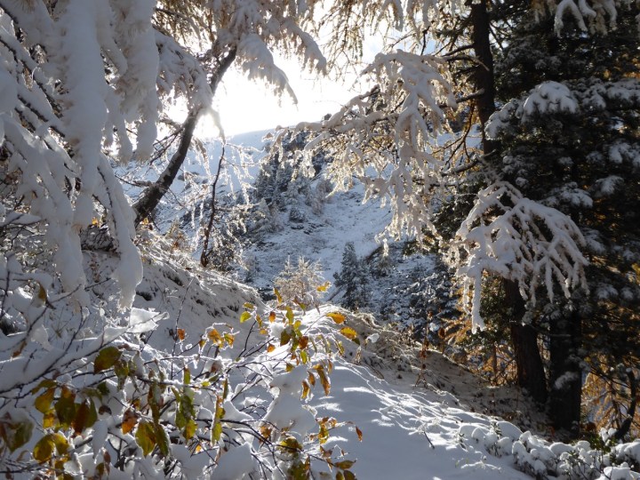 Snow holding up well in the forest above the Piste L