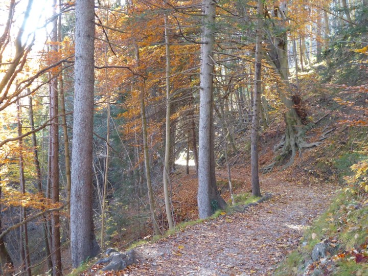 Walking through the forest back to Innsbruck