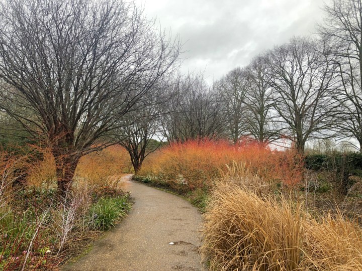 The main path at Anglesey Abbey, lined with Cornus, grasses, Prunus serrula, Sarcococca and Rubus