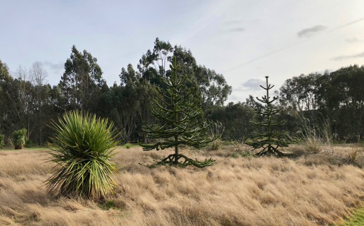 Araucaria in Gondwanaland, Marks Hall, Essex