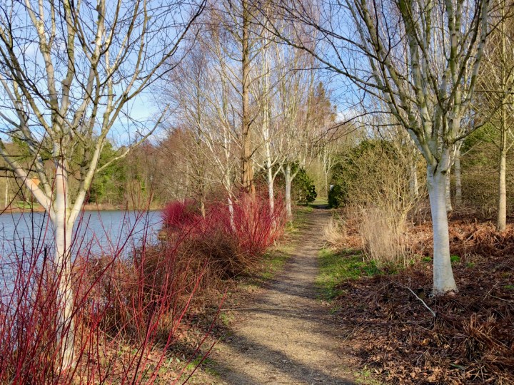 Birches_and_cornus_path