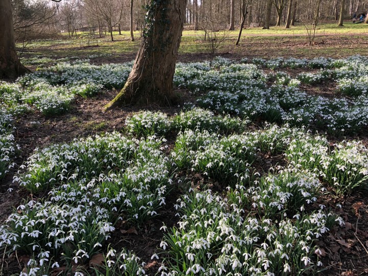 Snowdrop_trail