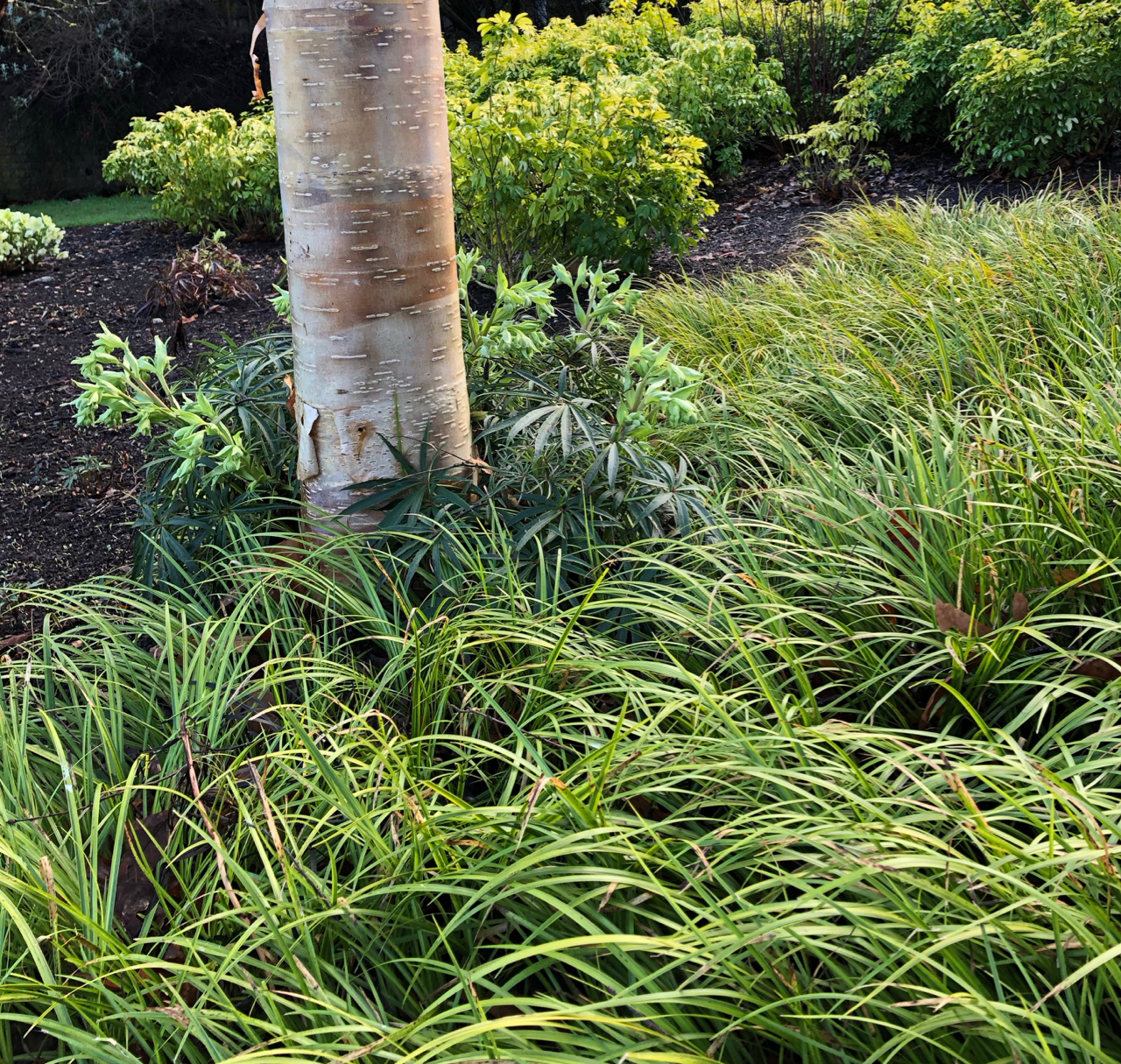 Betula albosinensis in a sea of acorus gramineus