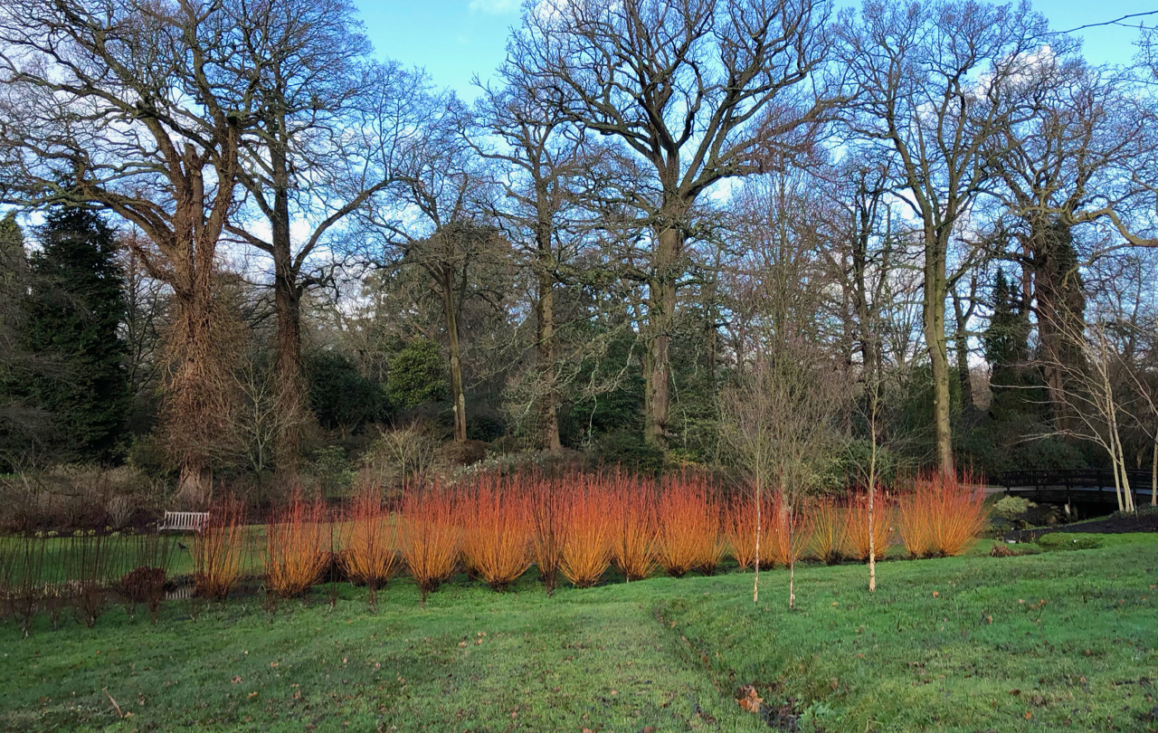 Row of vivid tangerine pollarded willows