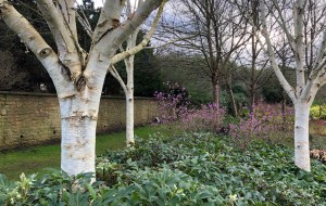Betula utilis 'Silver Shadow' and Rhododendron dauricum 'Midwinter'
