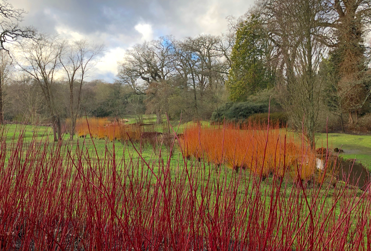 Red cornus and bright orange willows lighting up the bog garden