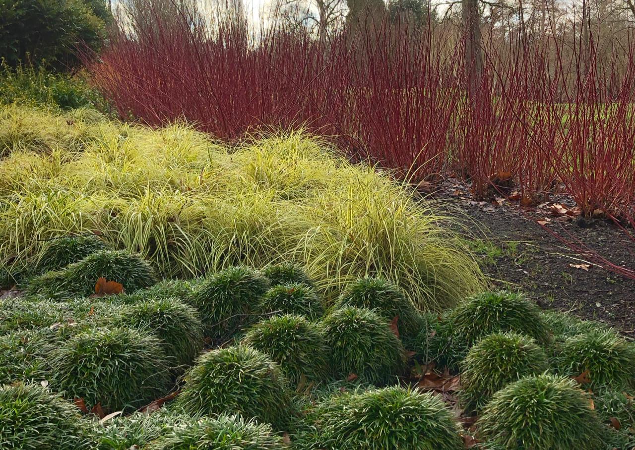 Attention seekers: Ophiopogn japonicus, Carex oshimensis Everillo and Cornus alba Sibirica