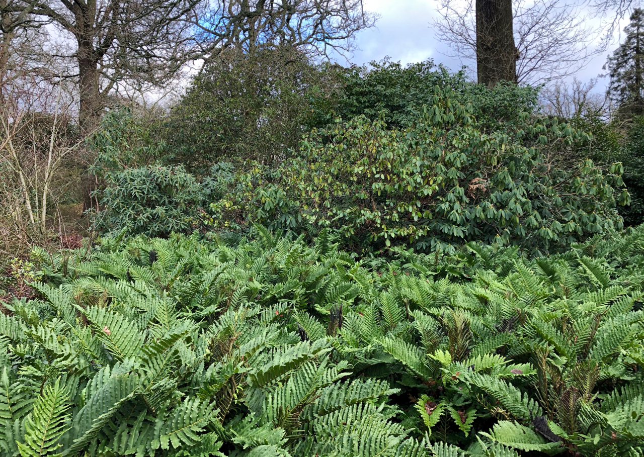 Blechnum and Rhododendon in the woodland