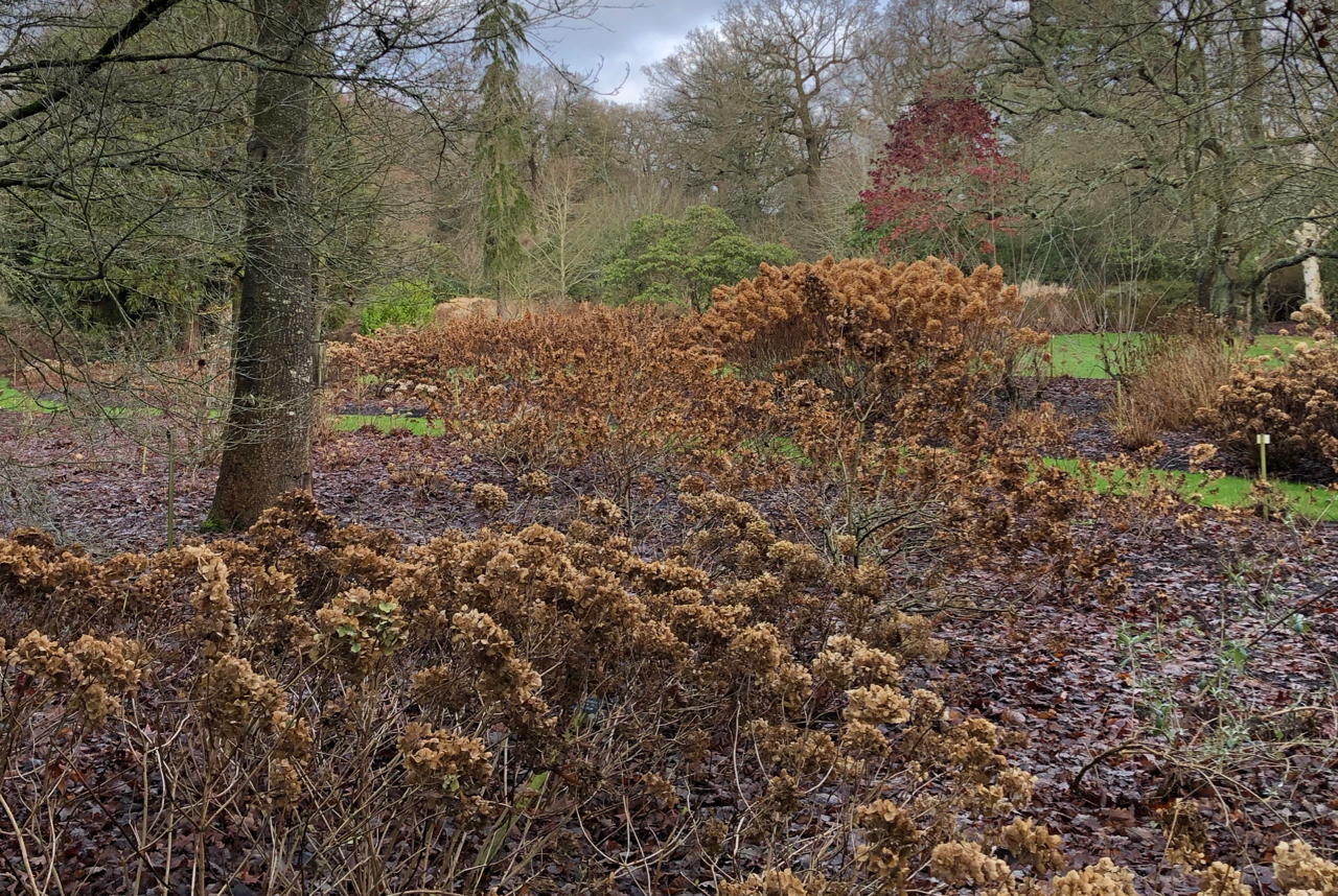 Sepia flower heads in the Hydrangea beds