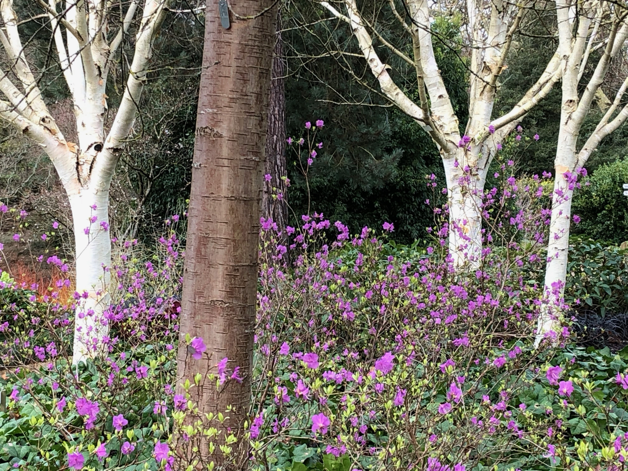 Himalayan birches and winter-flowering rhododendron