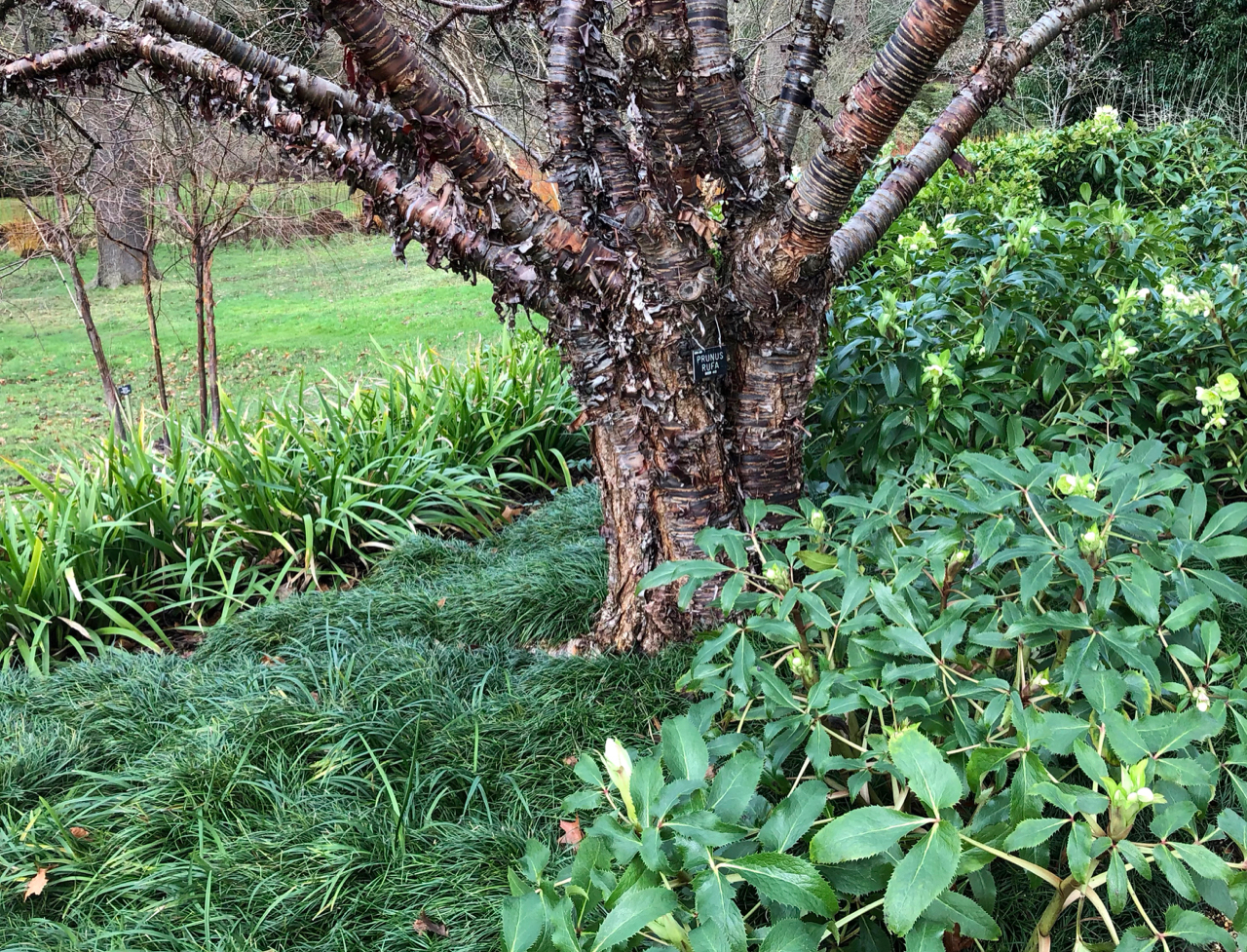 Helleborus argutifolius and Ophiopogon japonicus huddling around a Prunus Rufa