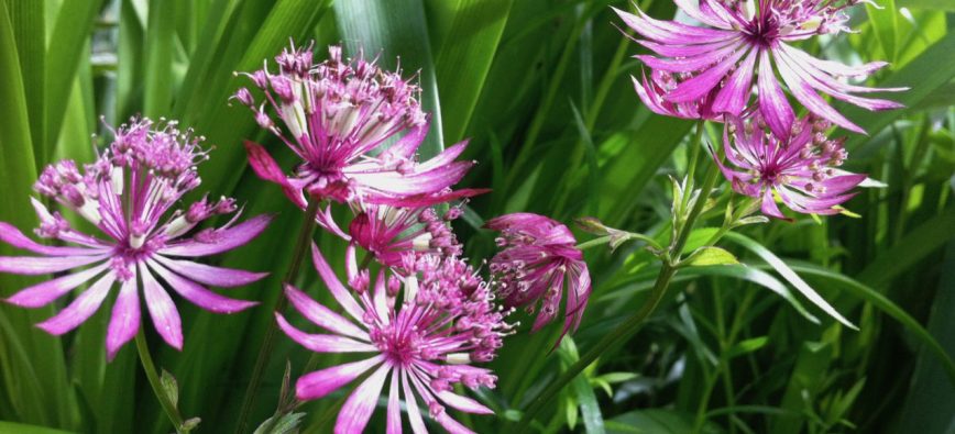 astrantia hadspen blood
