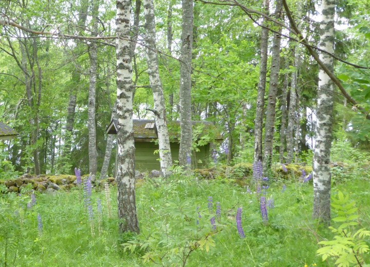 Woodland feel: birches, aspen, lupins, and ferns at Valamon monastery, Finland