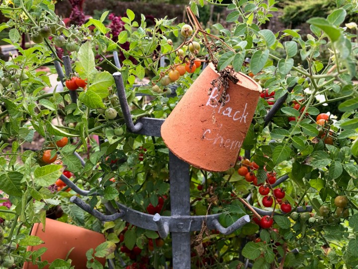 Potager Colbert: function and fun in the tomato bed
