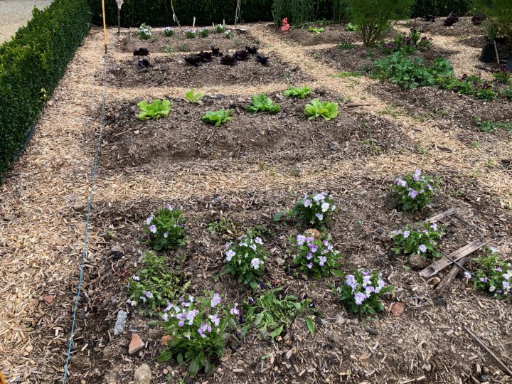 Potager Colbert: violas and lettuces - that might end up on the same plate