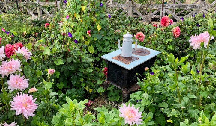 Playfulness at Potager Colbert: an old coffee pot and stove among the dahlias