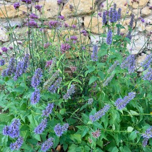 Agastache 'Black Adder'