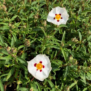 Cistus 'Alan Fradd'