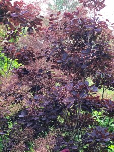 Cotinus 'Royal Purple' showing off its deep maroon-red foliage