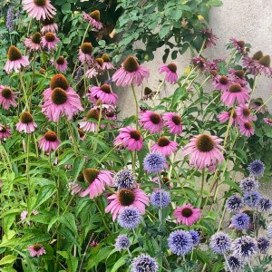 Echinacea x purpurea 'Magnus'