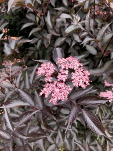 The pink blooms of Sambucus nigra 'Black Lace floating over the plant's purple foliage