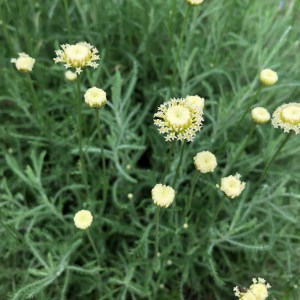 Santolina 'Primrose Gem'