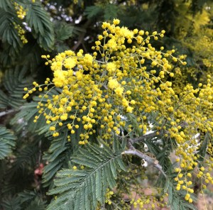 Acacia dealbata