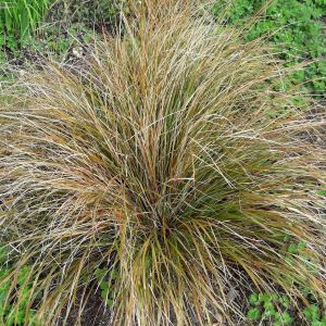 Anemanthele lessoniana