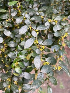 Azara microphylla
