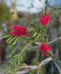Callistemon citrinus 'Splendens'