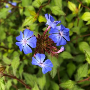 Ceratostigma willmottianum