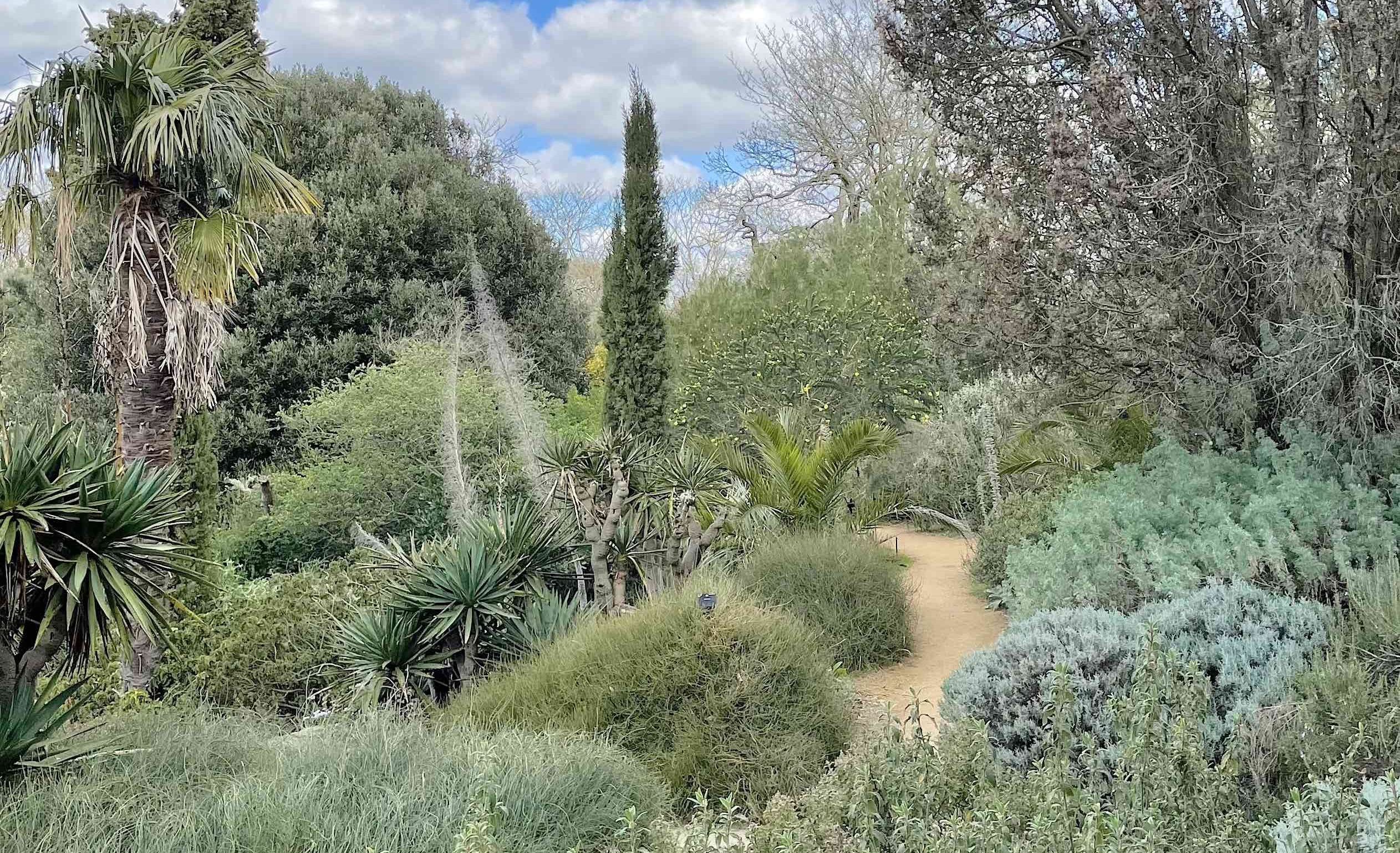 The Mediterranean garden, in Kew, is home to numerous New Zealand plants