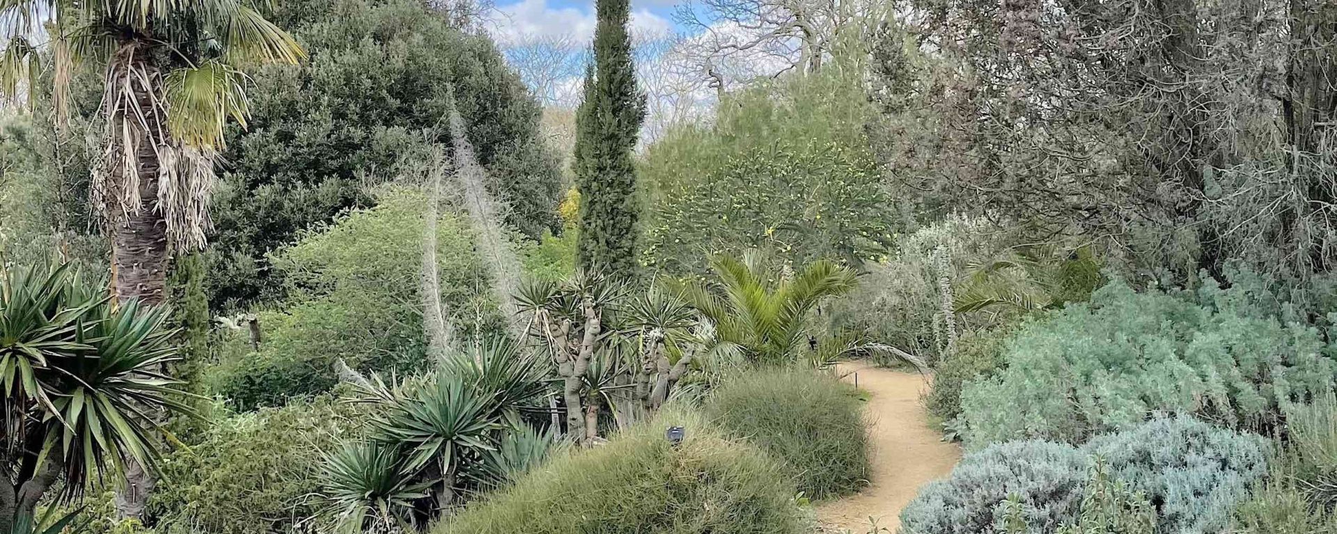 The Mediterranean garden, in Kew, home to numerous New Zealand plants