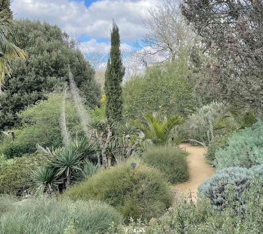The Mediterranean garden, in Kew, home to numerous New Zealand plants